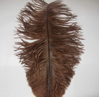 ostridge mini plumes brown Wapsi